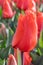 Tulip, Tulipa Lalibela, orange-red flowers