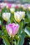Tulip Tulipa with large, showy, and brightly pink and yellow flowers in a garden