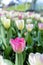 Tulip Tulipa with large, showy, and brightly pink and yellow flowers in a garden