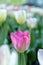 Tulip Tulipa with large, showy, and brightly pink and yellow flowers in a garden