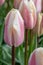 Tulip, Tulipa, white-pink-abricot multicoloured flower