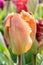 Tulip, Tulipa, yellow-orange-red multicoloured flower