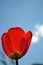 Tulip under blue sky
