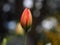 Tulip unopened closeup