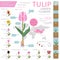 Tulip varieties flat icon set. Garden flower and house plants in