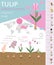 Tulip varieties flat icon set. Garden flower and house plants in