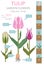 Tulip varieties flat icon set. Garden flower and house plants in