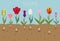 Tulip varieties flat icon set. Garden flower and house plants in