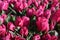 Tulip variety `Recreado`