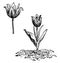 Tulip vintage illustration