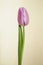 Tulip violet flower Alibi sort