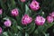 Tulip VogueÂ® Double Group grown in the park.