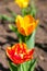 Tulip which grows in the garden