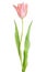 Tulip on white background