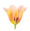 Tulip on white background