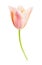 Tulip on white background