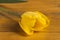 Tulip yellow.Beautiful yallow tulip close up