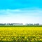 Tulip yellow blosssom flowers field in spring. Holland or Netherlands.