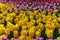 Tulip yellow Bulbs Dutch flowers parade