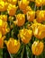 Tulip yellow Bulbs Dutch flowers parade.