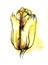 Tulip yellow color hand drawing black ink and watercolor sketch isolated on white background