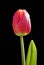 Tulipa Apeldoorn Elite