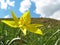 Tulipa biebersteiniana , the yellow wild tulip flower in nature