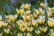 Tulipa biflora flower