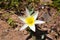 Tulipa biflora , the polychrome tulip flower in wild