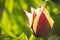 Tulipa Blossom