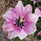 Tulipa, blossom, Janis Joplin