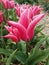Tulipa, blossom, Tulipa Yonina