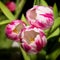 Tulipa Caramba