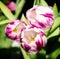 Tulipa Caramba, beauty filter