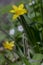 Tulipa clusiana stellata chrysantha flowers in bloom, golden lady tulips yellow red flowering plants