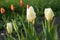 Tulipa fosteriana Purissima Syn. Tulip White Emperor