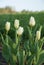 Tulipa fosteriana Purissima Syn. Tulip White Emperor