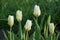 Tulipa fosteriana Purissima Syn. Tulip White Emperor