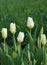 Tulipa fosteriana Purissima Syn. Tulip White Emperor