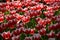 Tulipa gesneria dark pink blooming in Keukenhof gardens