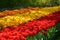 Tulipa gesneria tricolor blooming in Keukenhof gardens