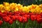 Tulipa gesneria yellow and red blooming in Keukenhof gardens