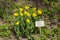 Tulipa of the Golden Dynasty species