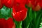 Tulipa Hollandia Triumph Tulip