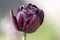 Tulipa hybrida black diamond dark purple violet flowering plant, petal flowers in bloom during springtime in the garden