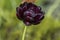 Tulipa hybrida black diamond dark purple violet flowering plant, petal flowers in bloom during springtime in the garden