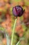 Tulipa hybrida black diamond dark purple violet flowering plant, petal flowers in bloom during springtime in the garden