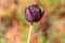 Tulipa hybrida black diamond dark purple violet flowering plant, petal flowers in bloom during springtime in the garden