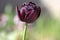 Tulipa hybrida black diamond dark purple violet flowering plant, petal flowers in bloom during springtime in the garden