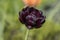 Tulipa hybrida black diamond dark purple violet flowering plant, petal flowers in bloom during springtime in the garden